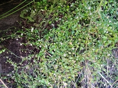 Lobelia eckloniana