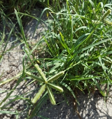 Dactyloctenium ctenoides