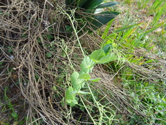 Pisum sativum sativum