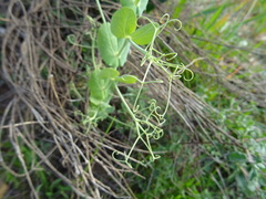 Pisum sativum sativum