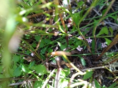 Lobelia eckloniana