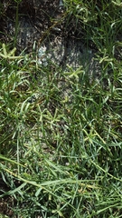 Dactyloctenium ctenoides