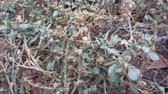 Mesembryanthemum aitonis