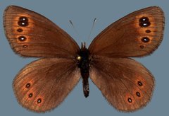 Erebia epipsodea epipsodea