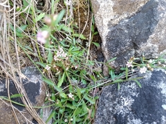 Lobelia eckloniana