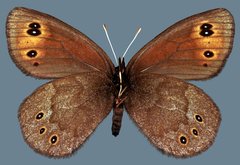 Erebia epipsodea epipsodea