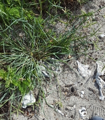 Dactyloctenium ctenoides