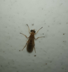 Merosargus stigmaticus