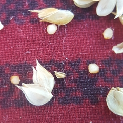 Dactyloctenium ctenoides