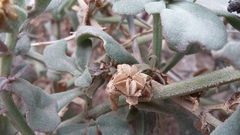 Mesembryanthemum aitonis