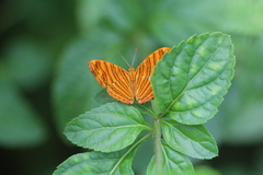 Chersonesia intermedia