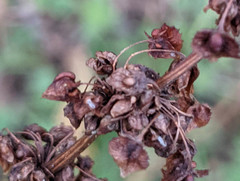 Rumex × acutus