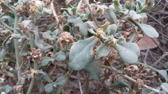 Mesembryanthemum aitonis