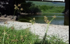 Cyperus bulbosus