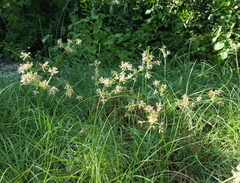 Cyperus bulbosus