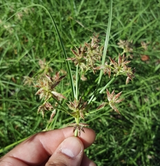 Cyperus bulbosus