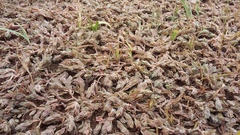 Portulaca quadrifida