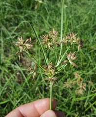 Cyperus bulbosus