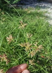 Cyperus bulbosus