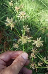 Cyperus bulbosus