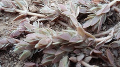 Portulaca quadrifida