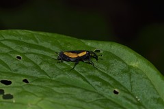 Cactophagus circumdatus