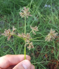 Cyperus bulbosus