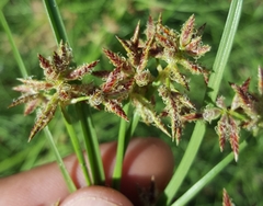 Cyperus bulbosus
