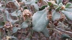 Mesembryanthemum aitonis