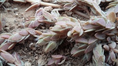 Portulaca quadrifida