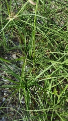 Cyperus bulbosus