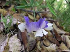 Lathyrus magellanicus