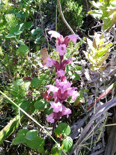 Image of Harveya pauciflora by (c) De Waal Hugo, some rights reserved (CC BY)