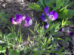 Lathyrus magellanicus