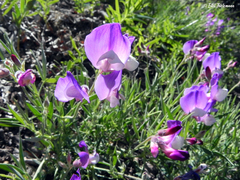 Lathyrus magellanicus