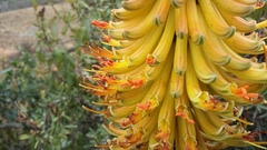 Aloe africana