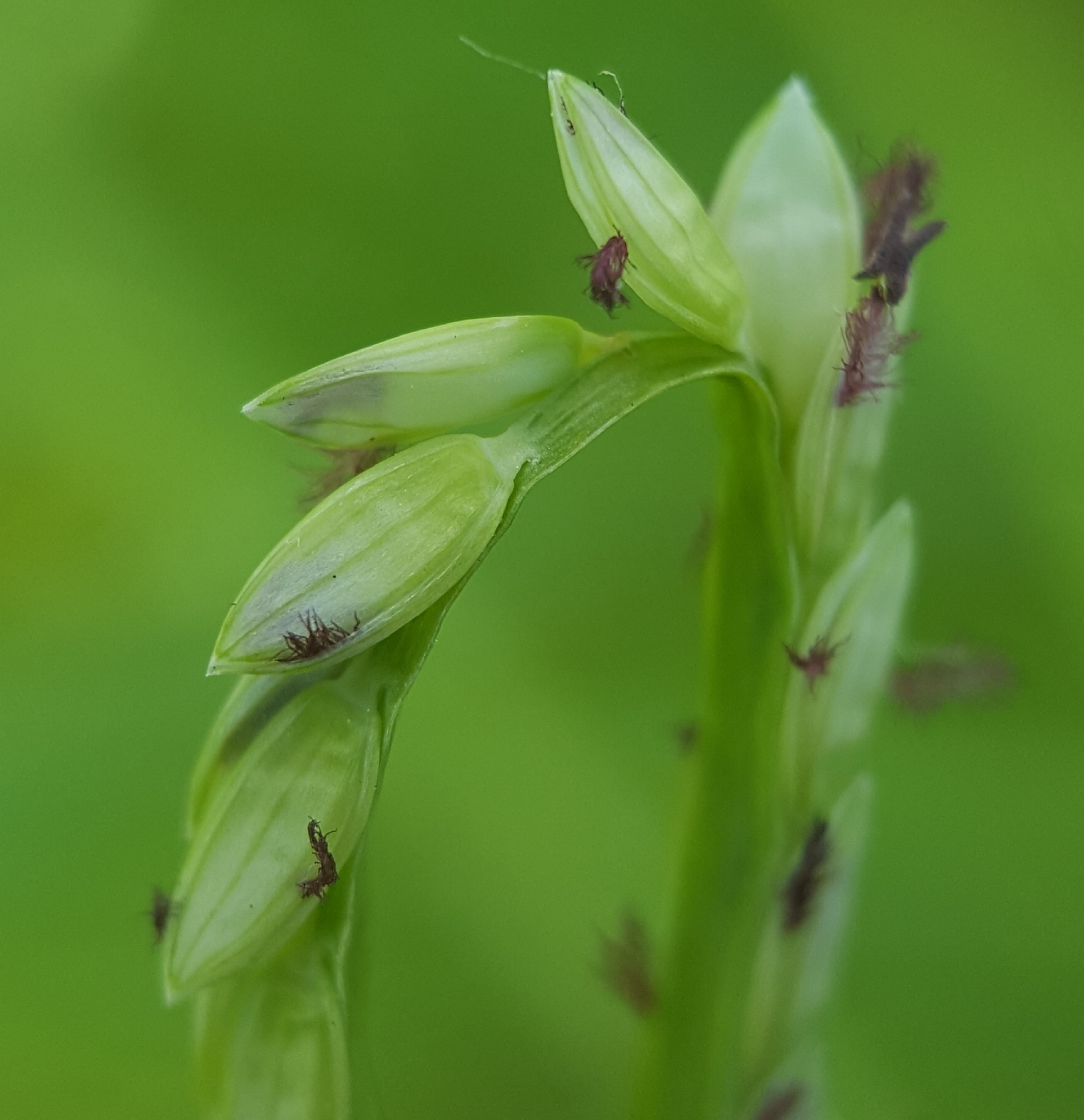 (c) François Rousseu, certains droits réservés (CC BY-NC) https://www.inaturalist.org/observations/105920938