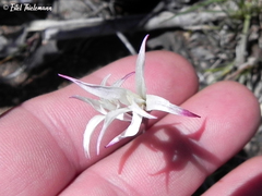 Leucocoryne alliacea