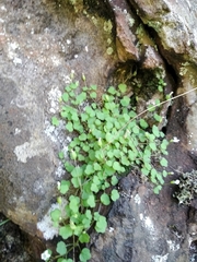 Wimmerella pygmaea