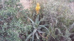 Aloe africana