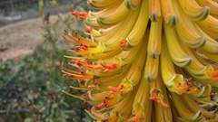 Aloe africana
