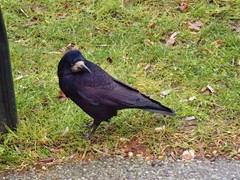 Corvus frugilegus