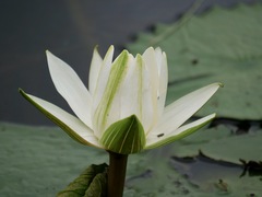Nymphaea lotus