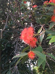 Corymbia ficifolia
