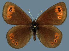 Erebia epipsodea epipsodea