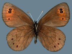 Erebia epipsodea epipsodea