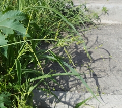 Urochloa ramosa