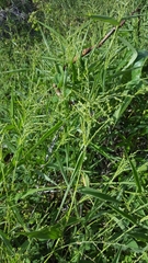 Urochloa ramosa