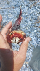 Chorisochismus dentex