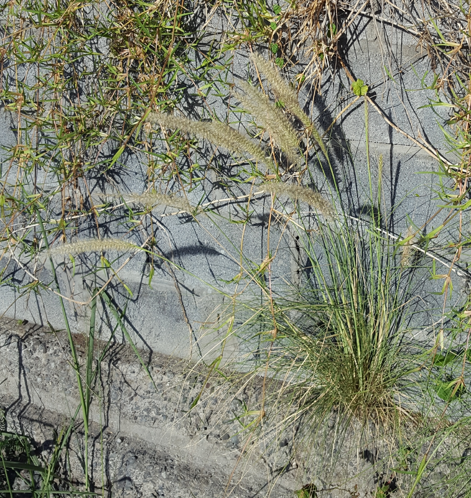 (c) François Rousseu, certains droits réservés (CC BY-NC) https://www.inaturalist.org/observations/105921140